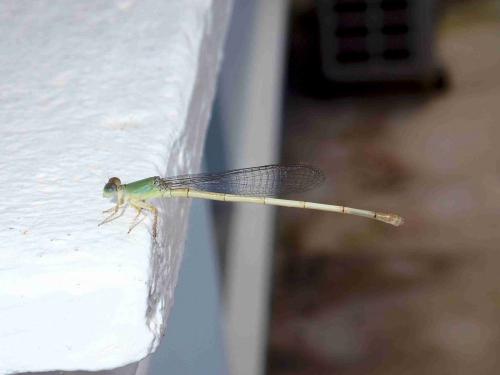 Réf. 214 836 : Ceriagrion sp.